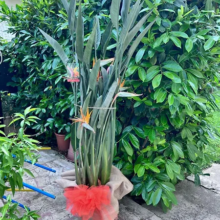 Orchidea Дом отдыха *